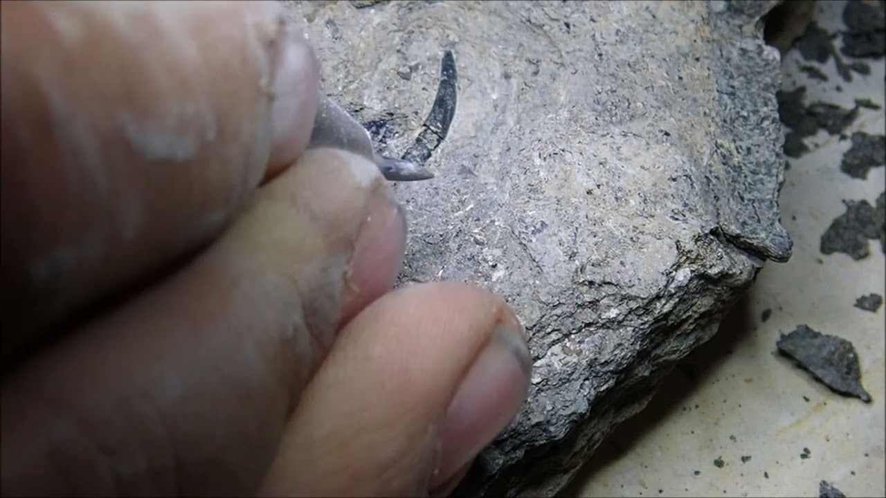 Fossil Preparation Pterosaur tooth Dorygnathus banthensis