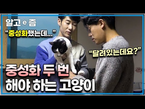 중성화 수술을 했는데 땅콩이 남아있다? 중성화 수술을 두 번 하게 생긴 고양이에 당황한 집사와 수의사│고양이를 부탁해│알고e즘