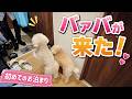 パパ不在のピンチにバァバ登場!妊娠中ママと愛犬を助ける初お泊まり!