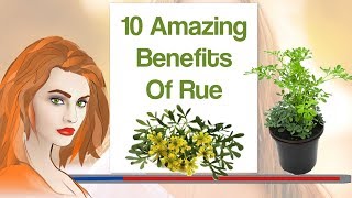 10 Amazing Benefits Of Rue