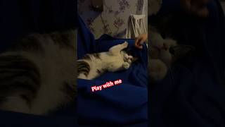Play with me #cat #catlife #prettycat #cute