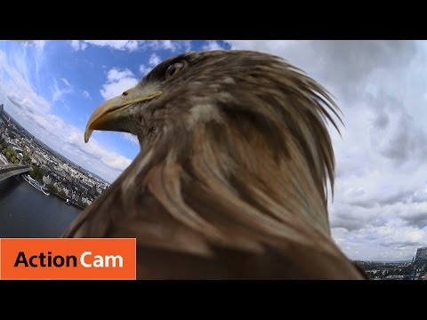 Action Cam | Flying from Cologne Cathedral | The Eagle POV | Sony