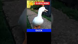 Duck || Duck Sound shorts duck trending viral