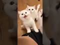 Cute Cute Meow Meow Love Shorts Shortvideo Cat Catlover Catvideo Billi Youtubeshorts Cute Cute Meow Meow Love Shorts Shortvideo Cat Catlover Catvideo Billi Youtubeshorts