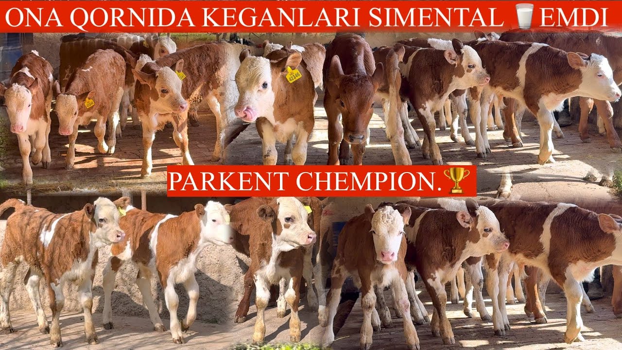 🥛SUT EMDI 😳SIMMENTAL BUZOQLARI🏃UTA NOYOPLARI UTA SIFATLI UDAR BUZOQLAR K✊🏃
