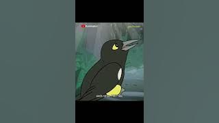 Download lagu Nyanyian Terahir Burung Kauai Yang Punah di Tahun 1980-an 🥺 #burung #unik #langka #punah #hewan