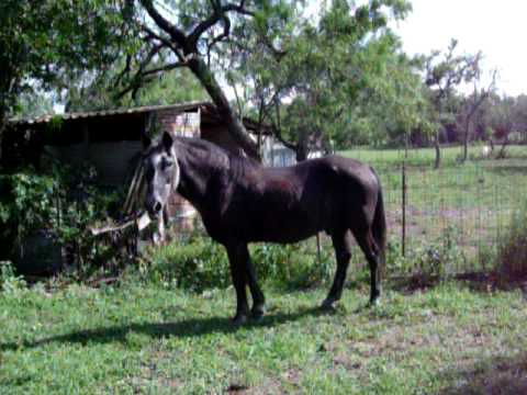 horse pasture after shredding 7-12-10.MOV - YouTube
