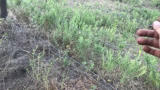 TRICK FOR WEANING CALVES | Keeping Momma Cows Away For The First Few Days