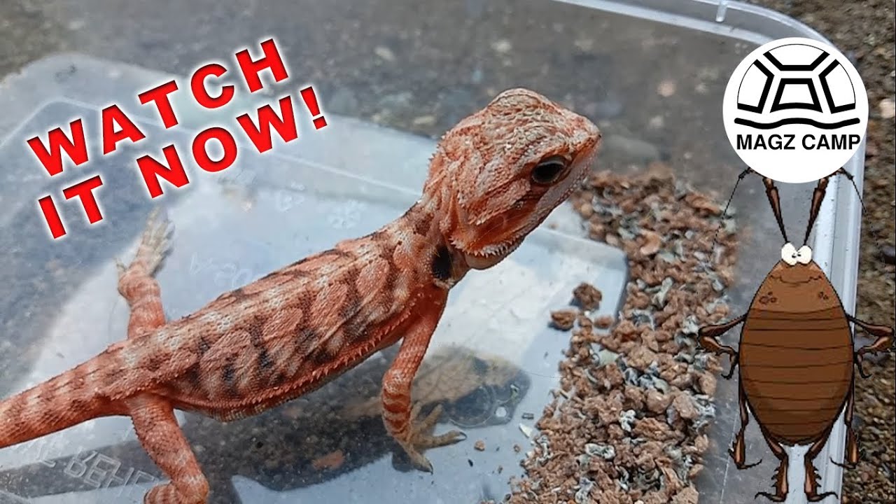 bearded dragon VS Dubia Roach - magz camp - YouTube