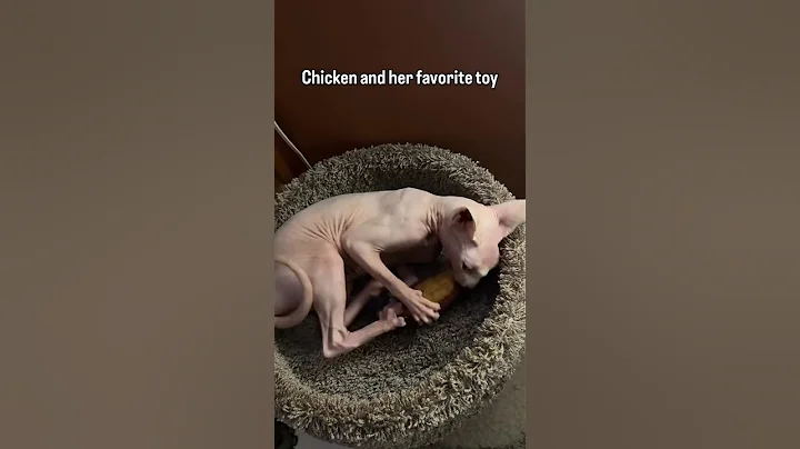 Video 11311191: chicken sphynx cat, sphynx cat toys, sphynx cat playing, sphynxcat