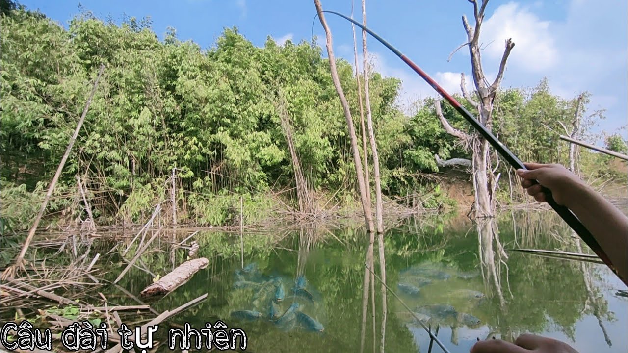 Câu cá Rô Phi tự nhiên trong rừng cây ngập nước ! - YouTube