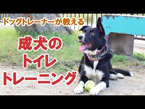 成犬のトイレトレーニング完全ガイド|クレートを使った簡単な方法