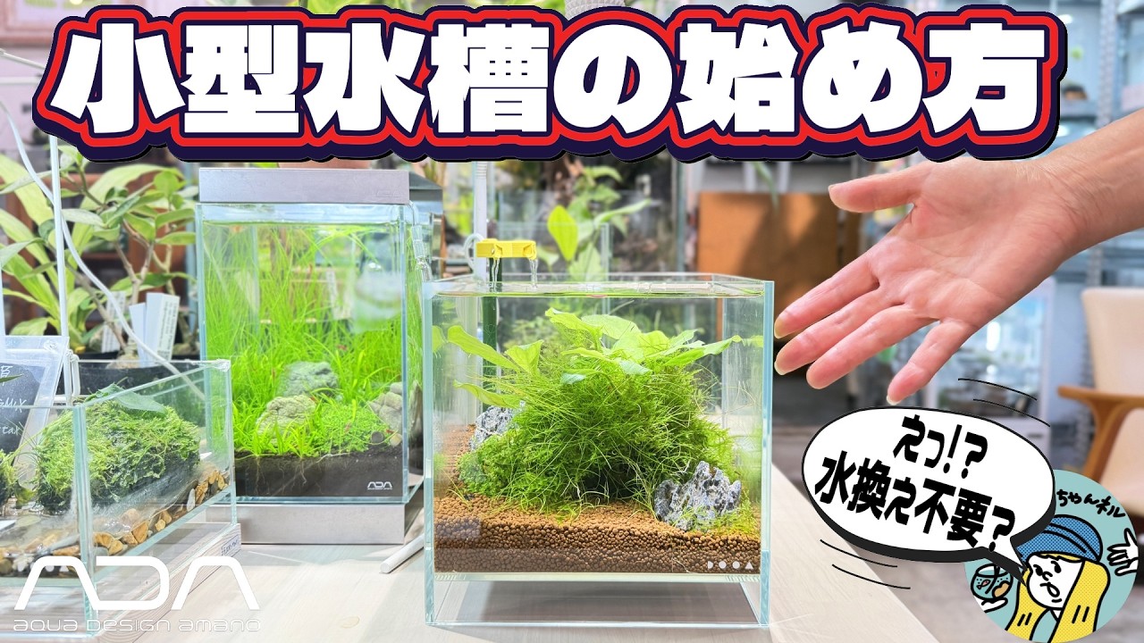 Seki-san's Aquarium - YouTube
