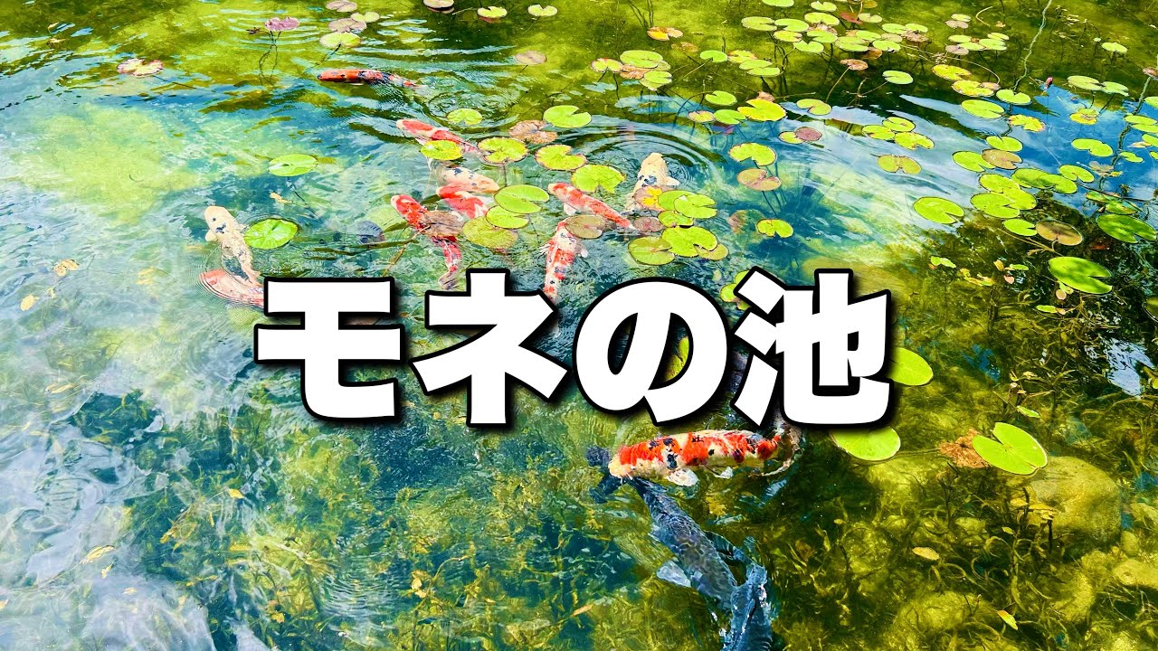 ショート動画で話題のモネの池にいってきた！！ - YouTube