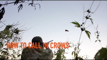 How to Call Crows