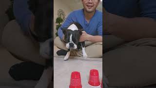 Cute Boston Terrier Playing Cup Trick