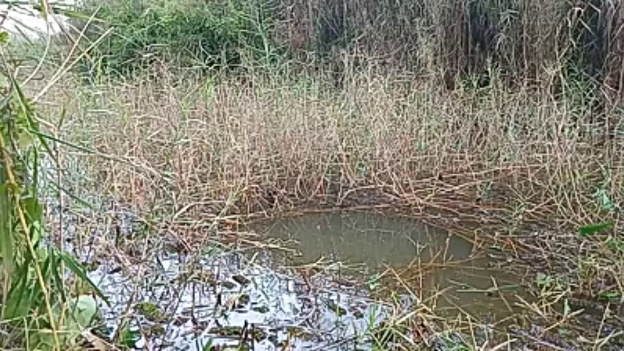 Mancing di rawa