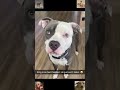 #funnyvideo