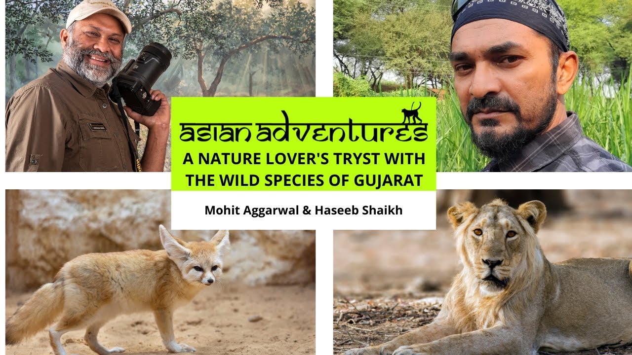A Nature Lover's Tryst With The Wild Species Of Gujarat | Gir National Park | Gir Wildlife Sanctuary