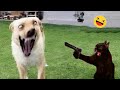 Funniest cats and dogss   best funny animals 2024 17