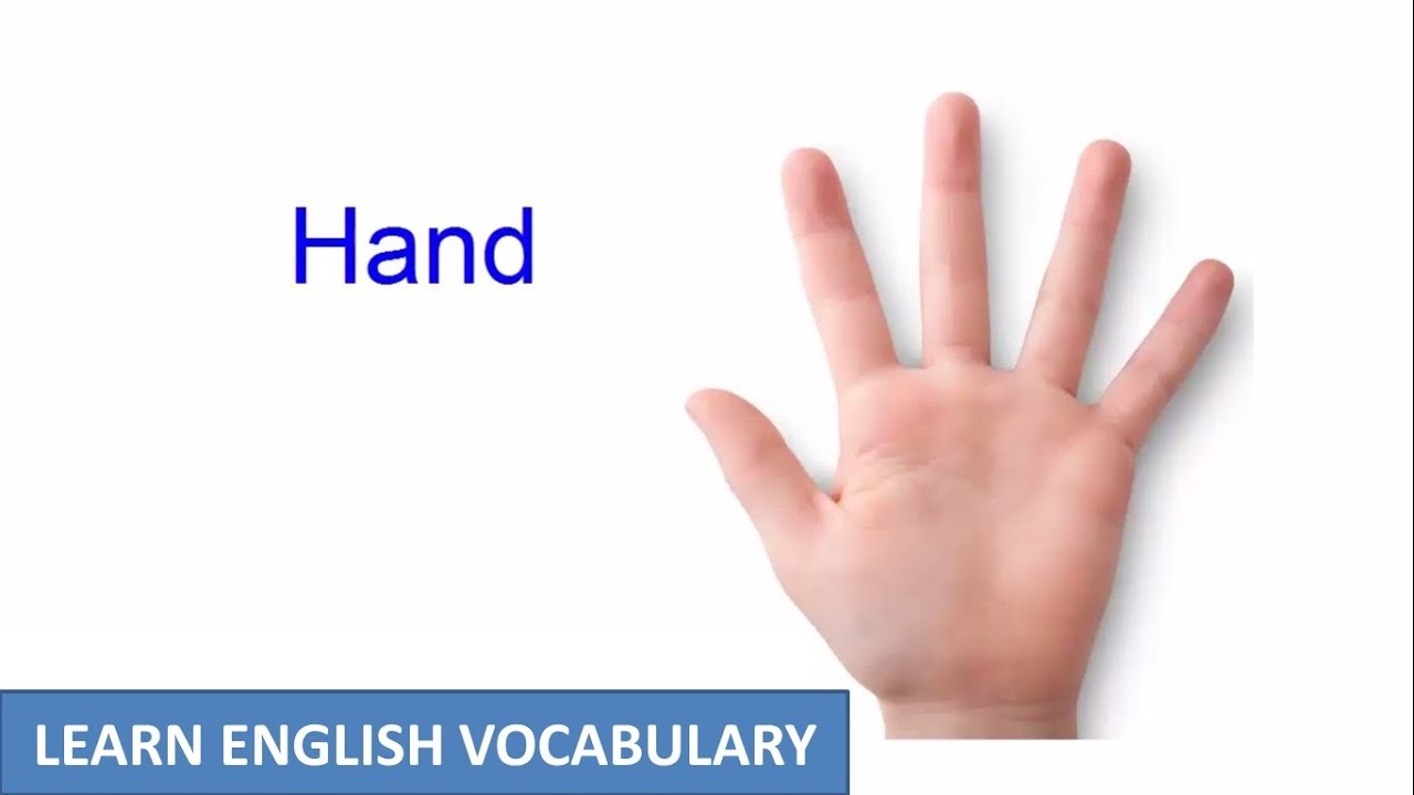 Hand And Arm | Human Body Parts | Learn English Vocabulary - YouTube