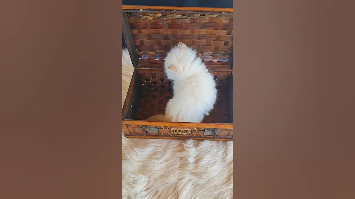 Video 1364341: longhair british cat sound, british shorthair, british cat meow, cattery british, british cat baby