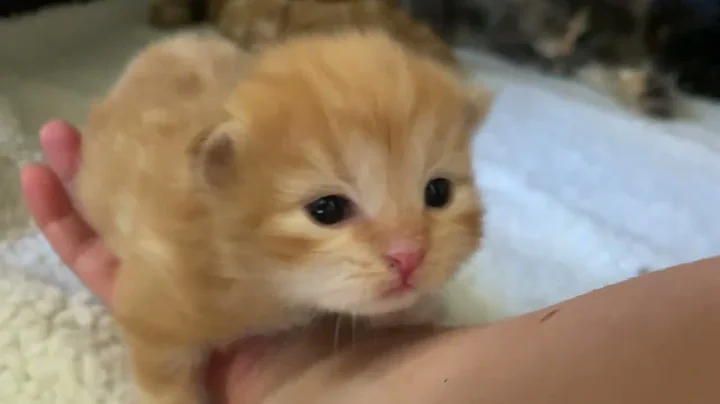 Watch the video about Cute Siberian kittens