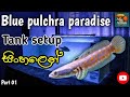 නිල් මොණර පැටියගෙ අලුත් ටැංකිය..💙 | New tank for my blue pulchra..💙 #bluepulchra