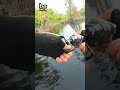 Borneo Giant Snakehead Fishing