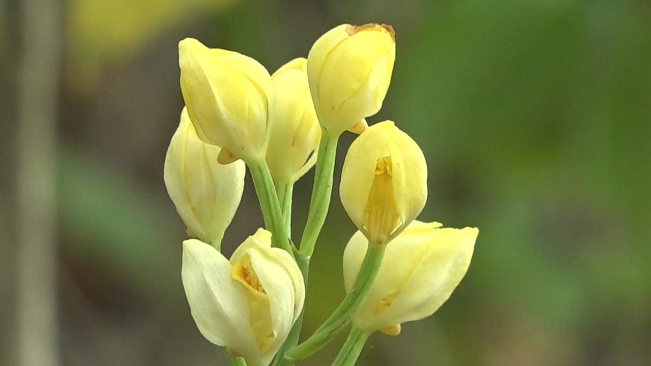 淡い黄色の「キンラン」や優美な「エビネ」など 小豆島で希少な山野草