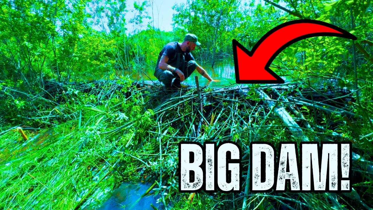 Beaver Dam Removal Deep in the Bush – Discovered by Sound!