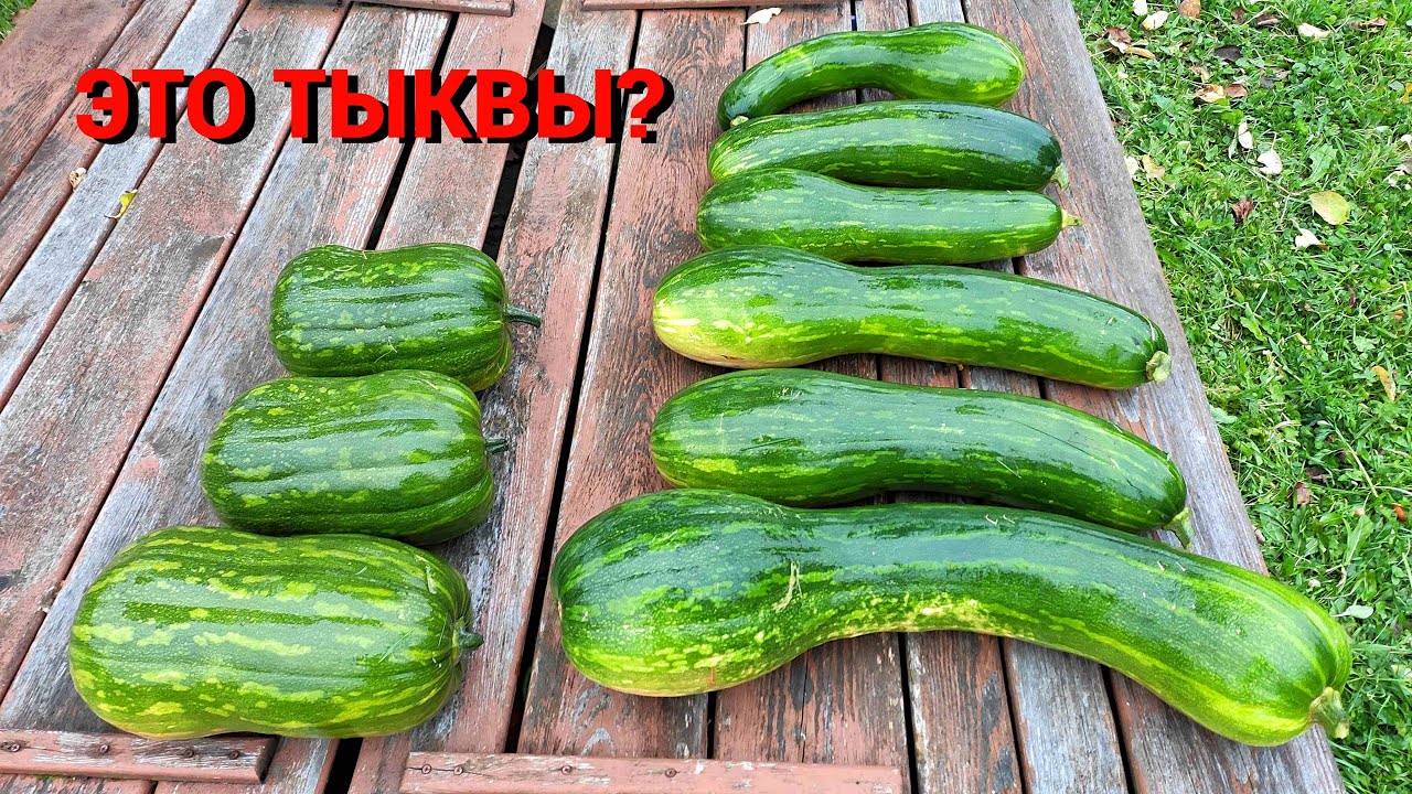 ПОЧЕМУ ТАКИЕ ТЫКВЫ? Что это выросло у меня в этом году.