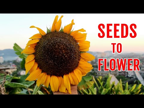 Cara Menumbuhkan GIANT Sunflowers dari Biji SEMPURNA [200 HARI Update]