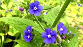 Spring Blossoms Bugloss Anchusa capensis (Blue Angel) #anchusa #capensis #forgetmenot #bugloss