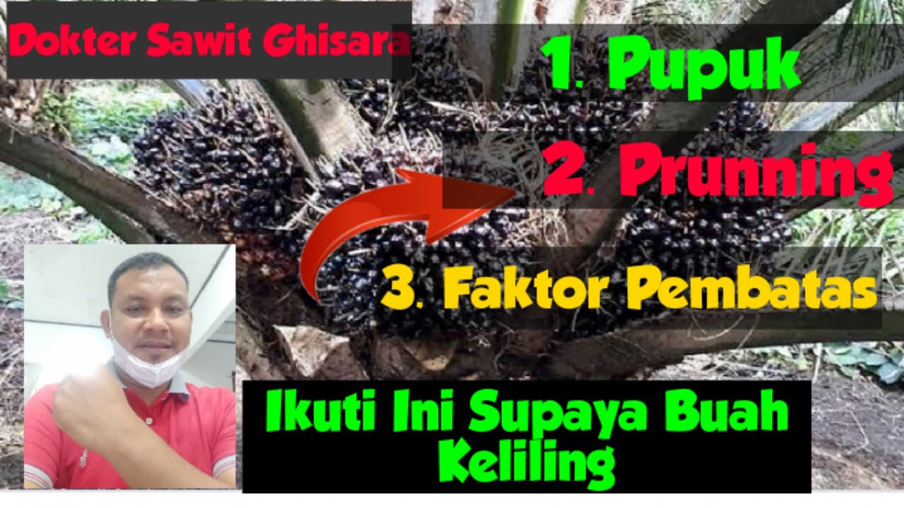 3 Jurus Jitu Agar Buah Kelapa Sawit Keliling