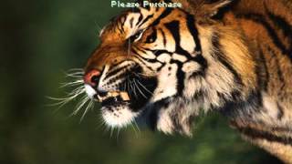 Dj Tigre Rude Boy remix 2012