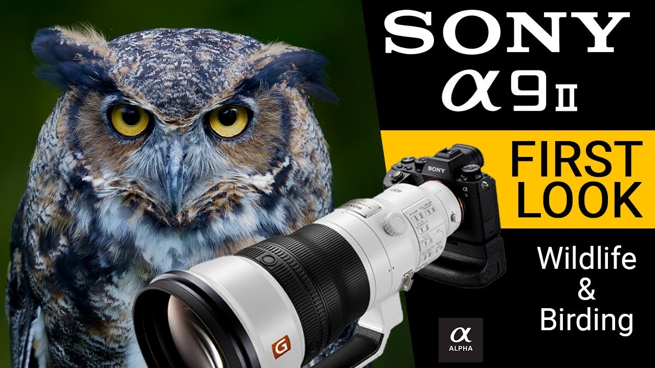Sony Alpha A9II PREVIEW Bird And Wildlife Photography Photo Review 