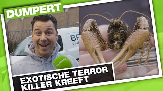Kruipruimte Vol Met Terrorkreeften In Gouda Dumpert Nazorg