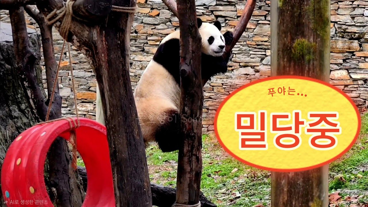 푸야는 어느 나무에 오를지 나무랑 밀당중...!?ㅋㅋㅋ | 3월 2일 오전(푸바오 실시간) Panda Fubao
