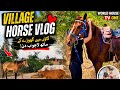 Horse Care in the Village | Feeding My Majestic Companion