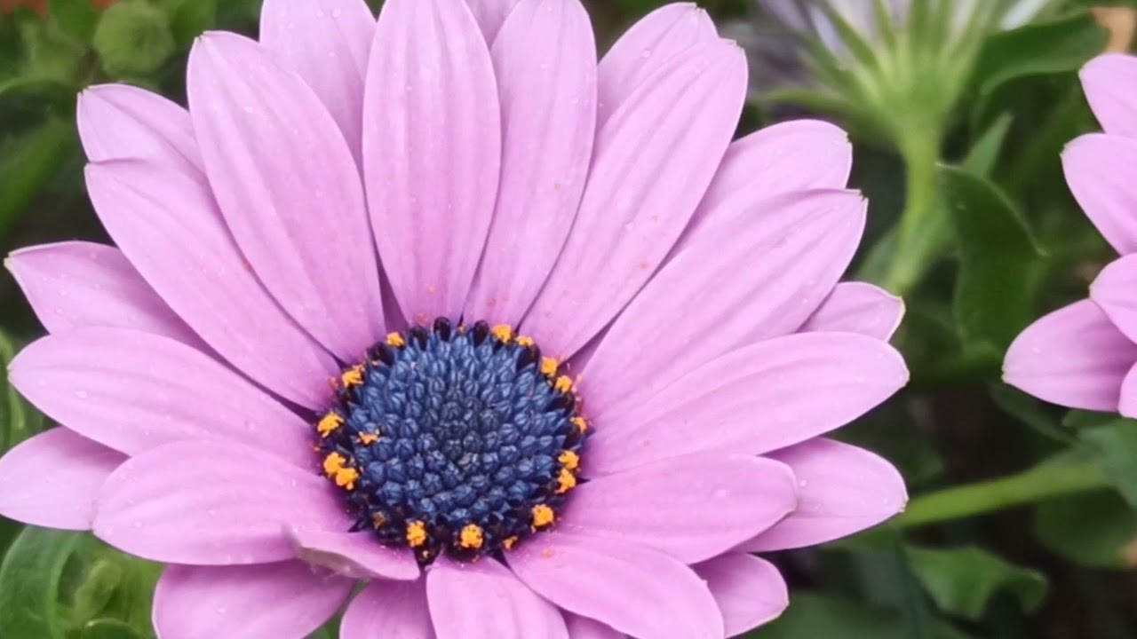 Las Plantas Magicas - Cuidados de La Dimorphoteca o Margarita de Colores