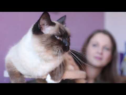 Vidéo: Que Faire Si Votre Chat Ne Mange Pas