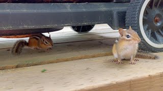 Chipmunk Dolly Brings Her Younger Sister