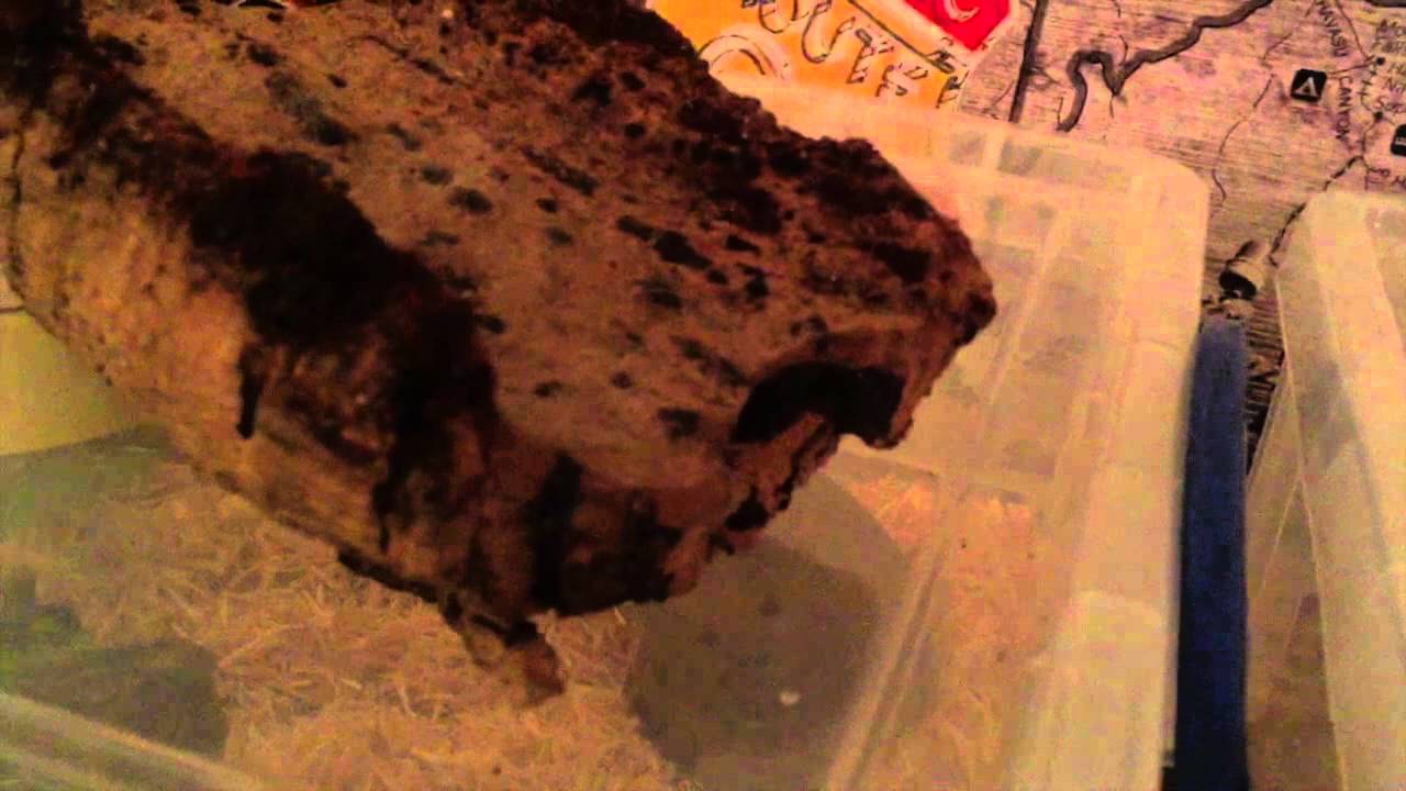 brazilian rainbow boa baby New Doncaster Additions Vlog!