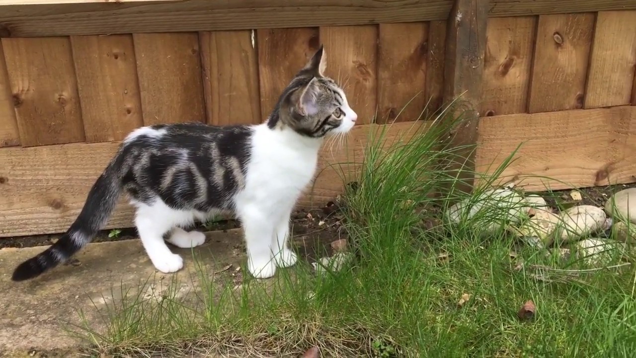 Kittens, Gorgeous George Fidget Gizmo 14 weeks old, Garden Antics (Bare Necessities-Jungle Book)