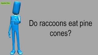 Do Raccoons Eat Pine Cones?