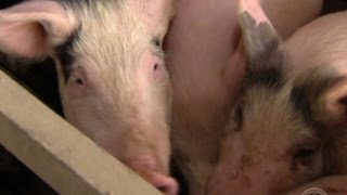 FDA to roll back use of antibiotics in beef, pork and poultry