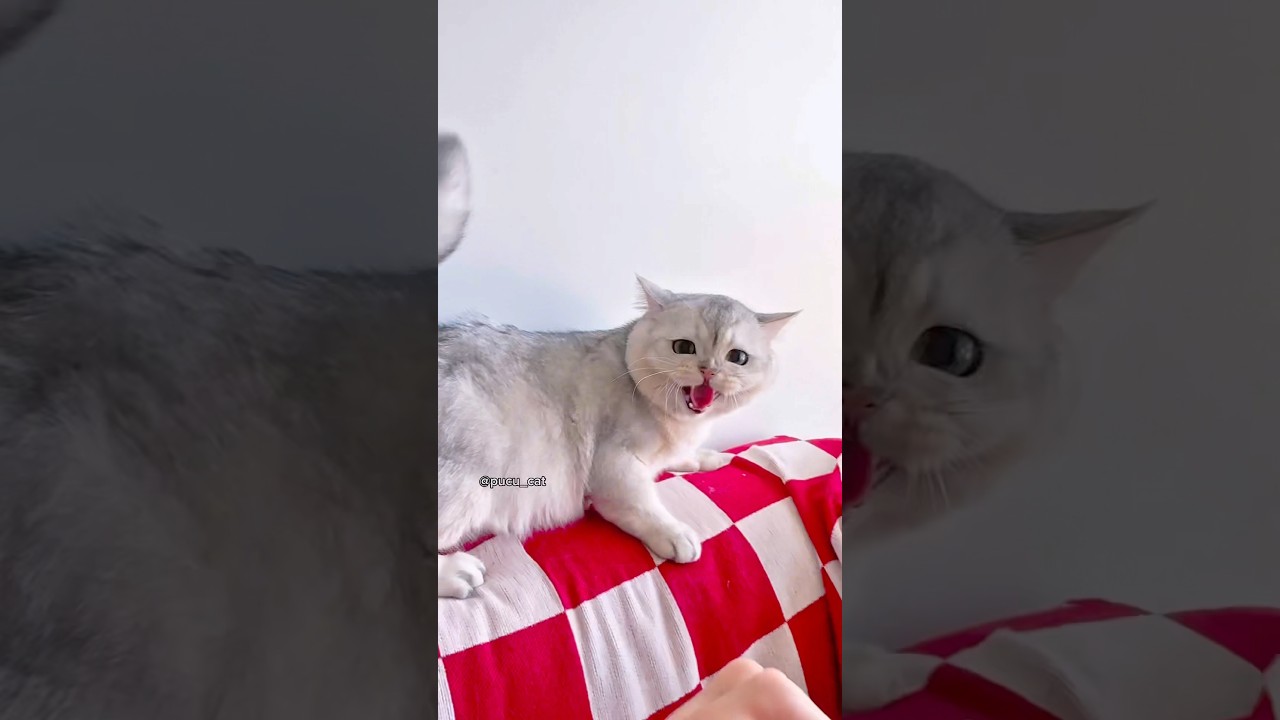 Cat Brutally Attacks Human Hand 🔥😾