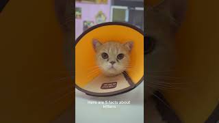 Facts about #kittens by TOP5 FACTS GUY 2 views 3 weeks ago 1 minute, 14 seconds