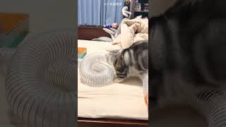 Naughty Squirrel Got A Tricky Game